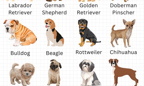 妇宝康颗粒有哪些作用-妇康宝颗粒湖北广仁网—知名的妇康宝颗粒保胎效果怎么样网站,分享妇宝康颗粒有哪些作用知识